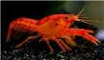 Cambarellus_Montezumea_Oranje