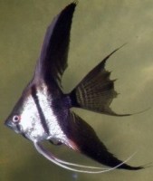 bicolor8